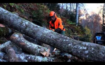 Trabajo leña 4 Corte Tronco con motosierra Stihl