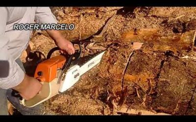 Motosierra stihl 380- como cortar con una motosierra stihl 380 un arbol viejo para leña