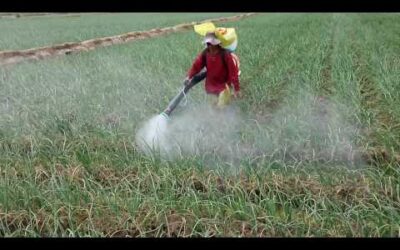Blog 2 Fumigadora Stihl Sr 440 En Cebolla Camanà – Perù