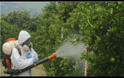Blog 4 Fumigadora Fumigacion – Cifarelli Spa Stihl
