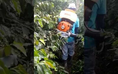 Blog 7 Sr 200 Fumigadora De Turbina Stihl