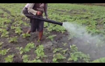 Blog 8 Fumigadora Peru Aqp Camana CampaÑa Frijol Stihl – Cifarelli- Honda