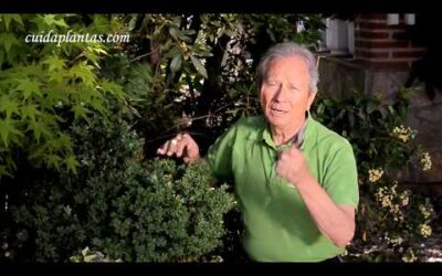 PODA DE SETOS Y TOPIARIOS… ¡A BATERÍA! (con STIHL)