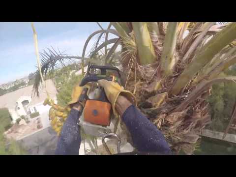 Trimming a Phoenix Dactylifera (STIHL 200T)