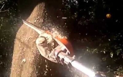 STIHL HT-100