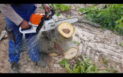 Stihl MS 311 vs Husqvarna SG 162 chainsaw