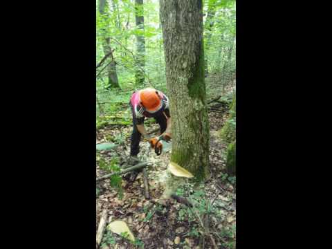 STIHL MSA 200 C-BQ Baumfällung !TOP!