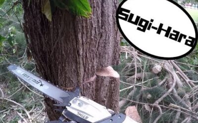 Modded Stihl ms 362 c-m vs. Nasty Australian pine