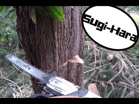 Modded Stihl ms 362 c-m vs. Nasty Australian pine