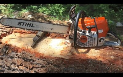 Tree cutting with a STIHL MS 661 C chainsaw