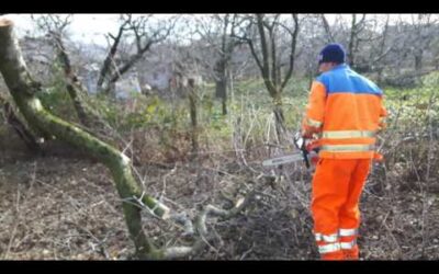 Stihl MS 231 chainsaw logging