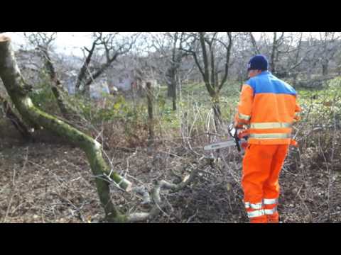 Stihl MS 231 chainsaw logging
