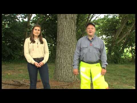 Chapter 8: Getting Started with your STIHL Chainsaw