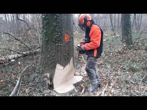 Abattage d’un Hêtre [STIHL ms 500i]