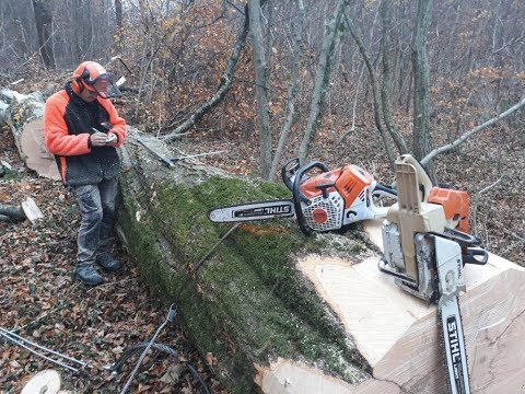 Abattage d’un Hêtre [STIHL 046AV]