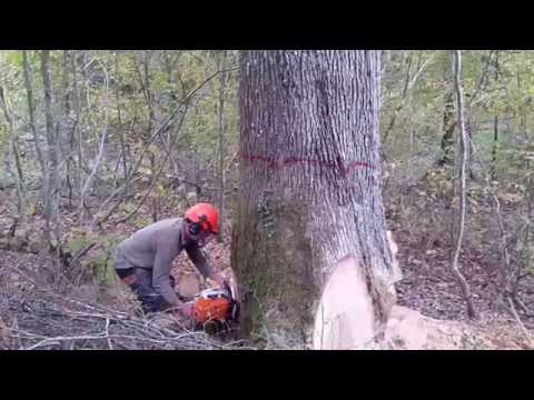 ABATTAGE DU PLUS GROS CHÊNE DE LA COUPE STIHL MS 661C