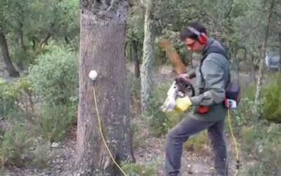Démonstration de la machine à écorcer Stihl