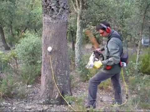 Démonstration de la machine à écorcer Stihl