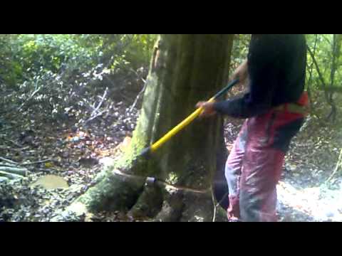 abattage grume de hétre, stihl ms 460, au coin.