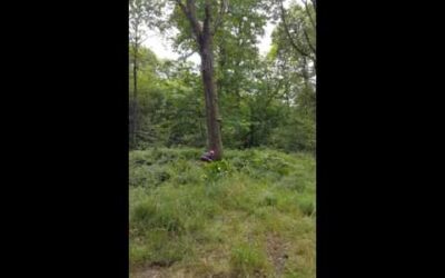 Abattage d’un chêne avec STIHL MS660 / MS661