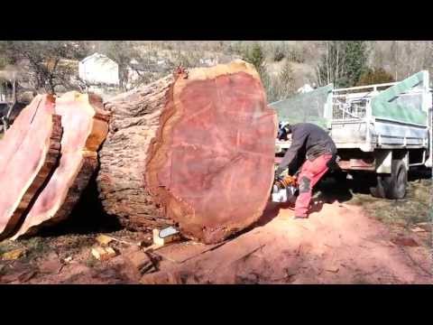 Séquoia et STIHL 880