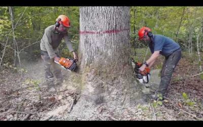Abattage dernier gros chêne / Stihl ms661c