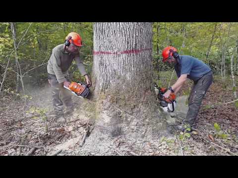 Abattage dernier gros chêne / Stihl ms661c