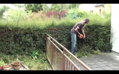 Taille de restructuration : Lonicera Nitida vs. Stihl HS45