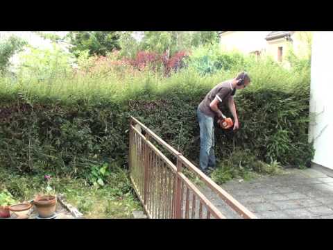 Taille de restructuration : Lonicera Nitida vs. Stihl HS45