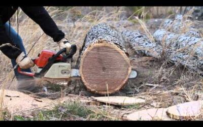 Stihl 039 MM’d in Red Oak LPX