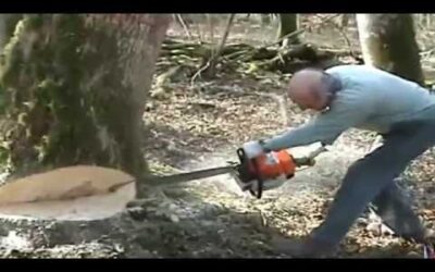 ABATTAGE DU PLUS GROS FRÊNE DE LA COUPE STIHL 064