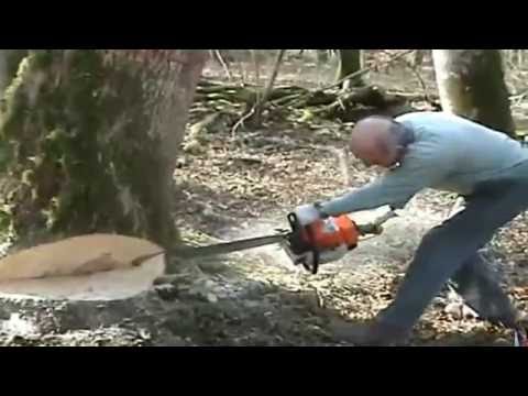ABATTAGE DU PLUS GROS FRÊNE DE LA COUPE STIHL 064