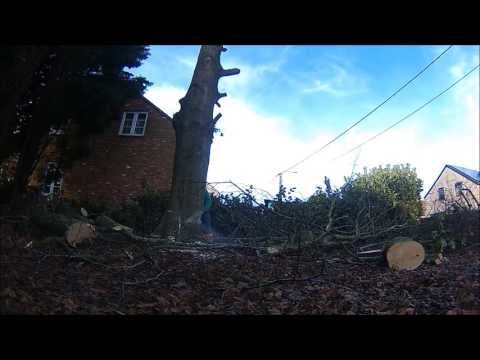 Abattage d’un hêtre   Stihl MS 461 C-M décembre 2016