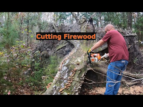 #63 Cutting firewood! Stihl MS260 PRO