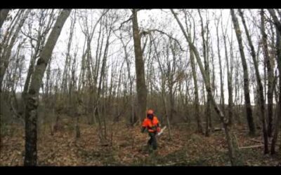 abattage d’un chêne mort avec stihl ms 461