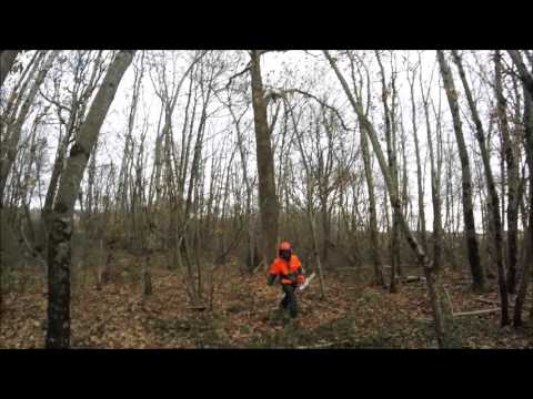 abattage d’un chêne mort avec stihl ms 461