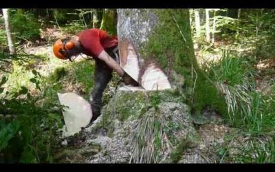 French logging with a Stihl ms 460 stihl-Abattage d’une jolie pesse, moyenne montagne Jura