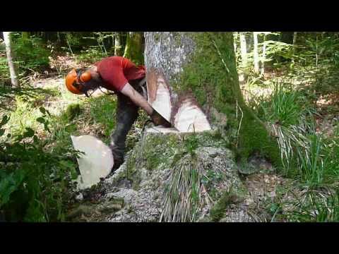 French logging with a Stihl ms 460 stihl-Abattage d’une jolie pesse, moyenne montagne Jura