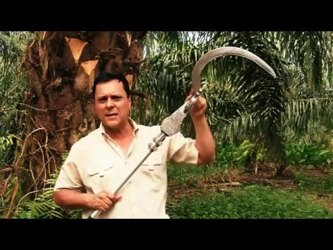 Poda y Cosecha de Palma Aceitera con equipos Stihl