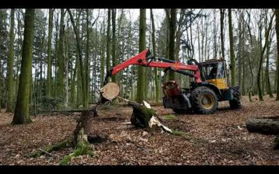 STIHL MS 500i, part 31 – with WELTE 100 – disproved trees