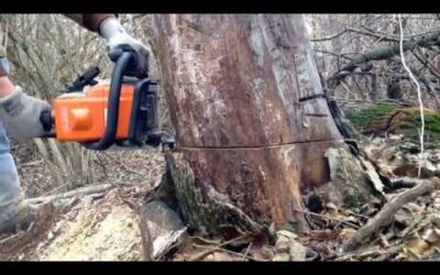Stihl ms170 cutting wood
