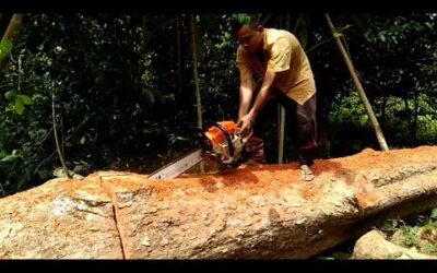 Shin Saw, Stihl Duromatic E, mesin pemotong kayu handal