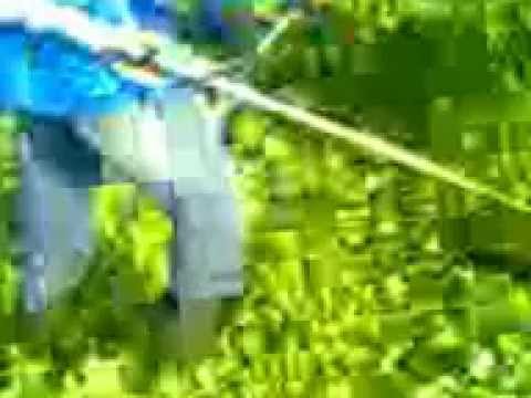 como roçar mato com a roçadeira stihl corretamente essa é uma fs 55.