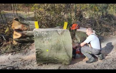Husqvarna 3120 XP & Stihl MS 880 :it is not my best movie.  ( nem a legjobb film …😁)
