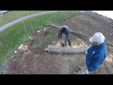 [HEADVIEW]Taglio alberi e potatura rami-Stihl-Garland-Fiat 980DT-rimorchio Bosio-Fiat 250-w/FMARCO95