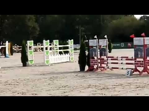 Traberstute Fanti e Stihl springen