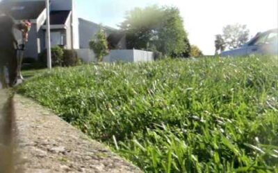 Lawnboy 8243AE, Stihl FS38 and BG 55 in Action – Tall Grass