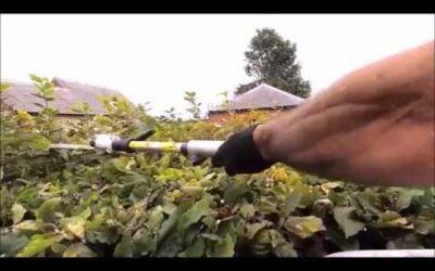 BEECH HEDGE TRIMMING WITH STIHL KM94
