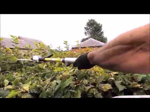 BEECH HEDGE TRIMMING WITH STIHL KM94