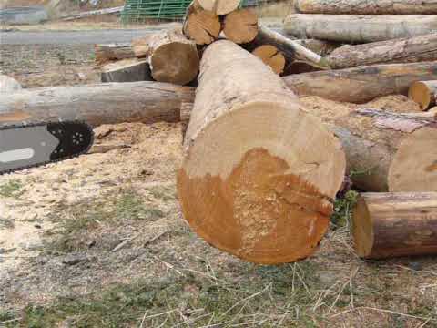 Husqvarna 346xp vs. Stihl ms291